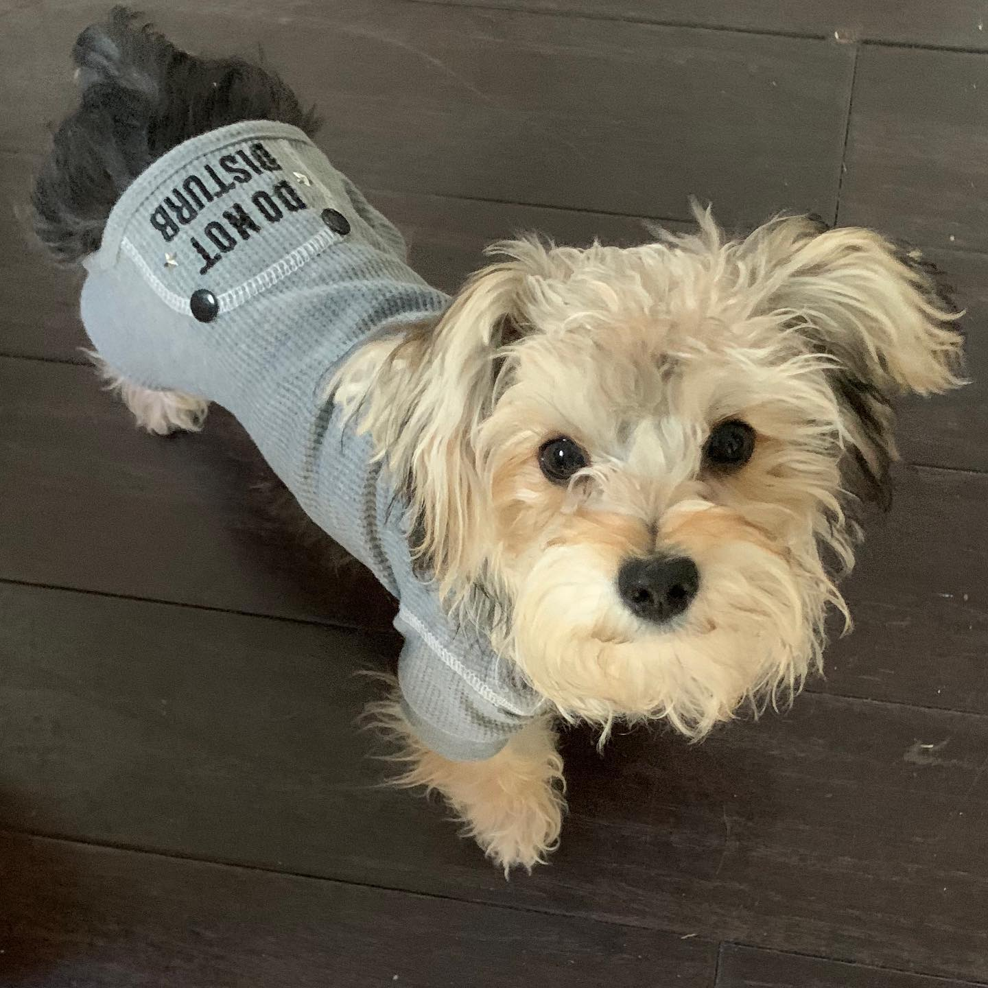 Playful Yorkie Designer Puppy