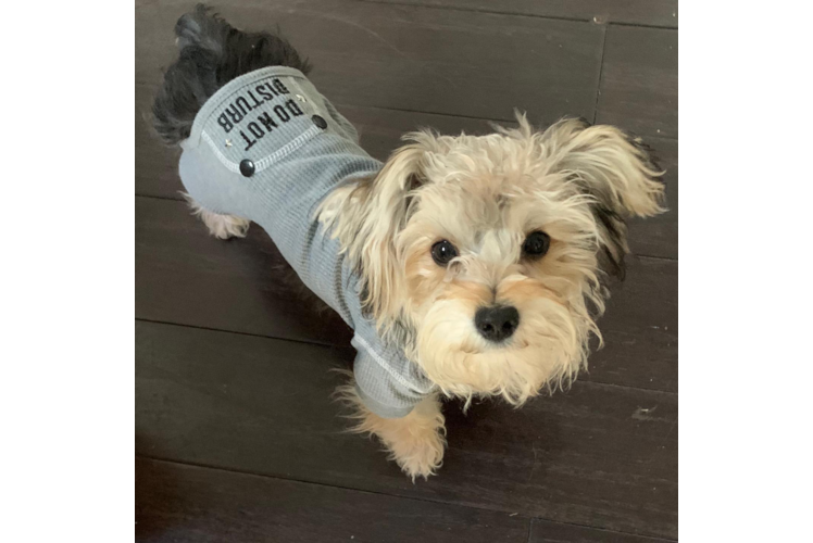Playful Yorkie Designer Puppy