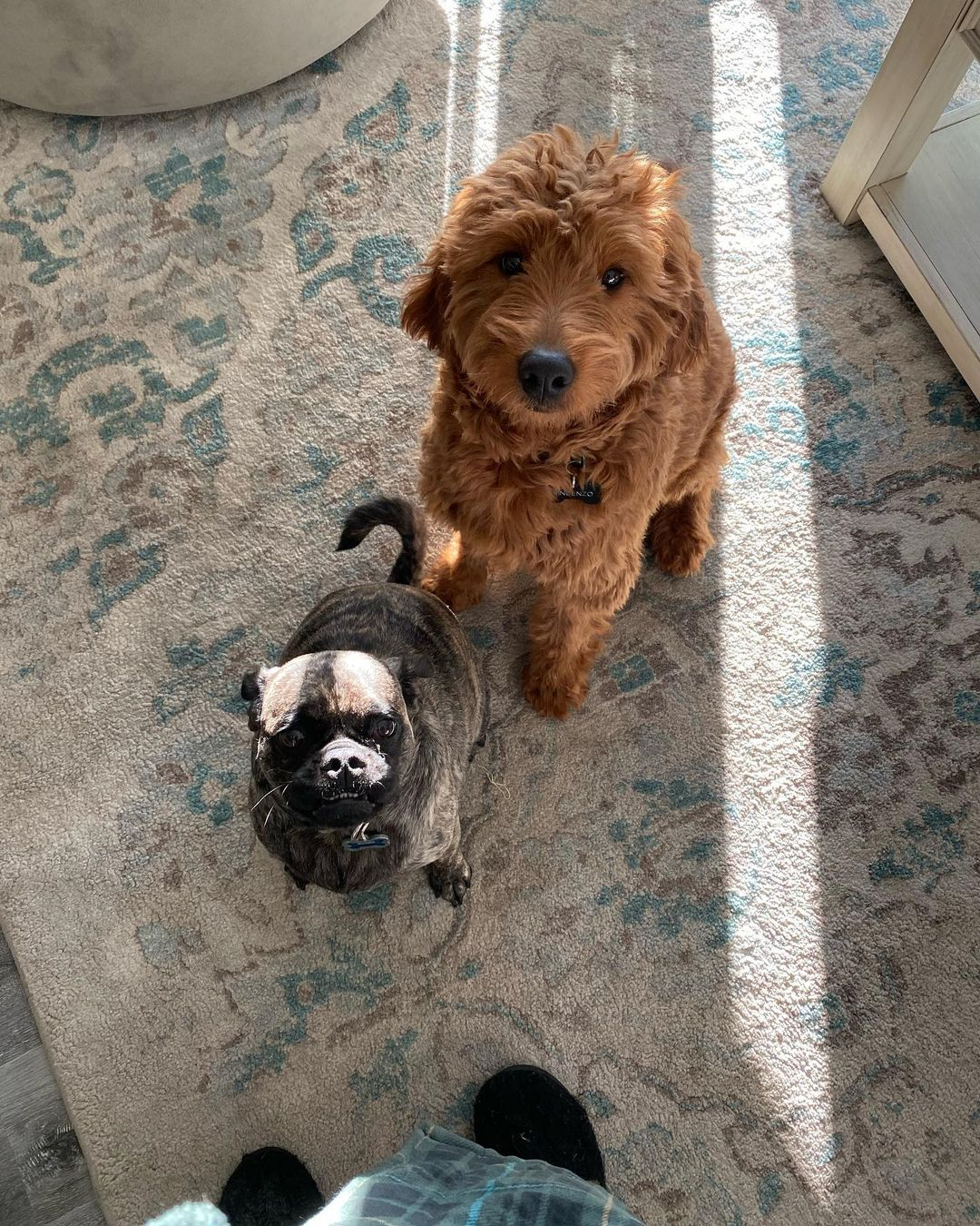 Sweet Mini Goldendoodle Baby