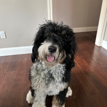 Mini Bernedoodle Pup