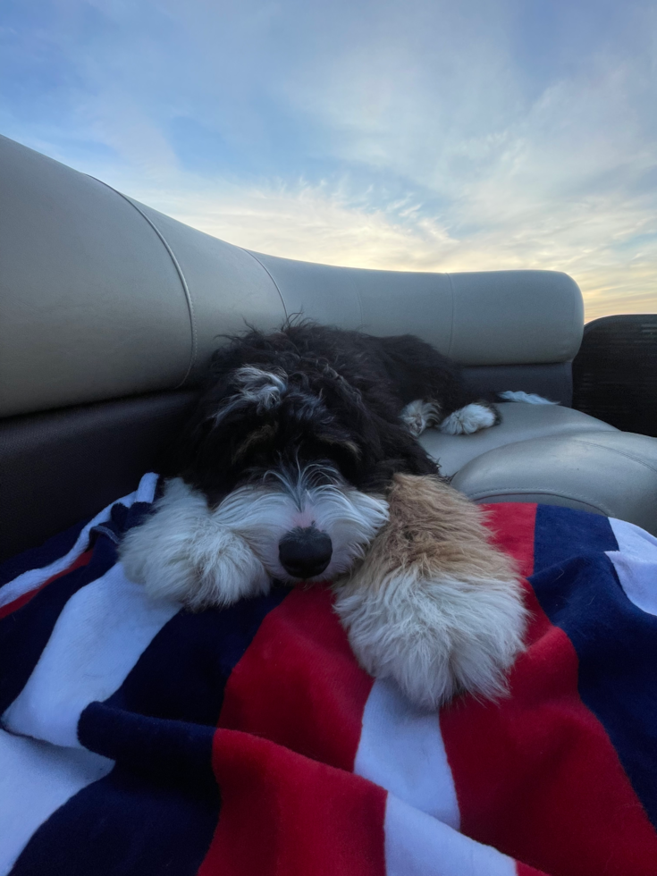 Little Mini Berniedoodle Poodle Mix Pup