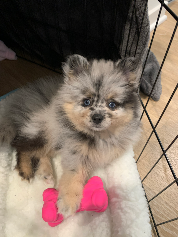 Akc Registered Pomeranian Purebred Pup