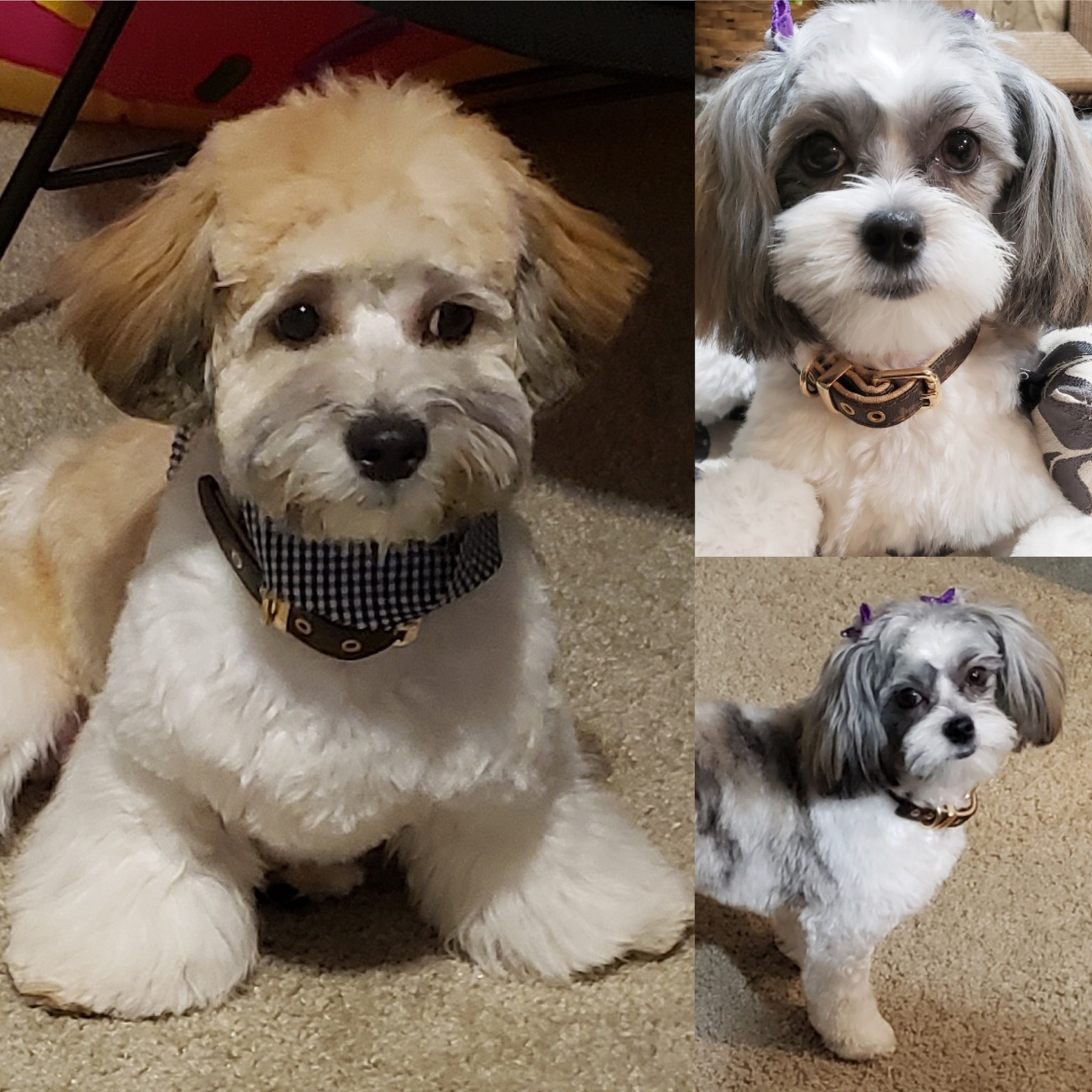 Petite Teddy Bear Designer Pup
