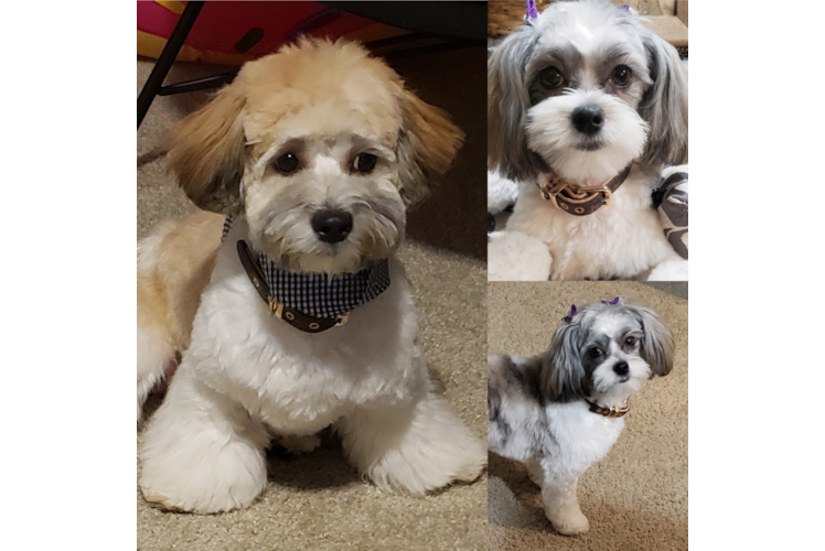 Petite Teddy Bear Designer Pup