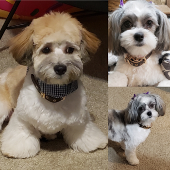 Lawrenceville Shih Tzu Pup