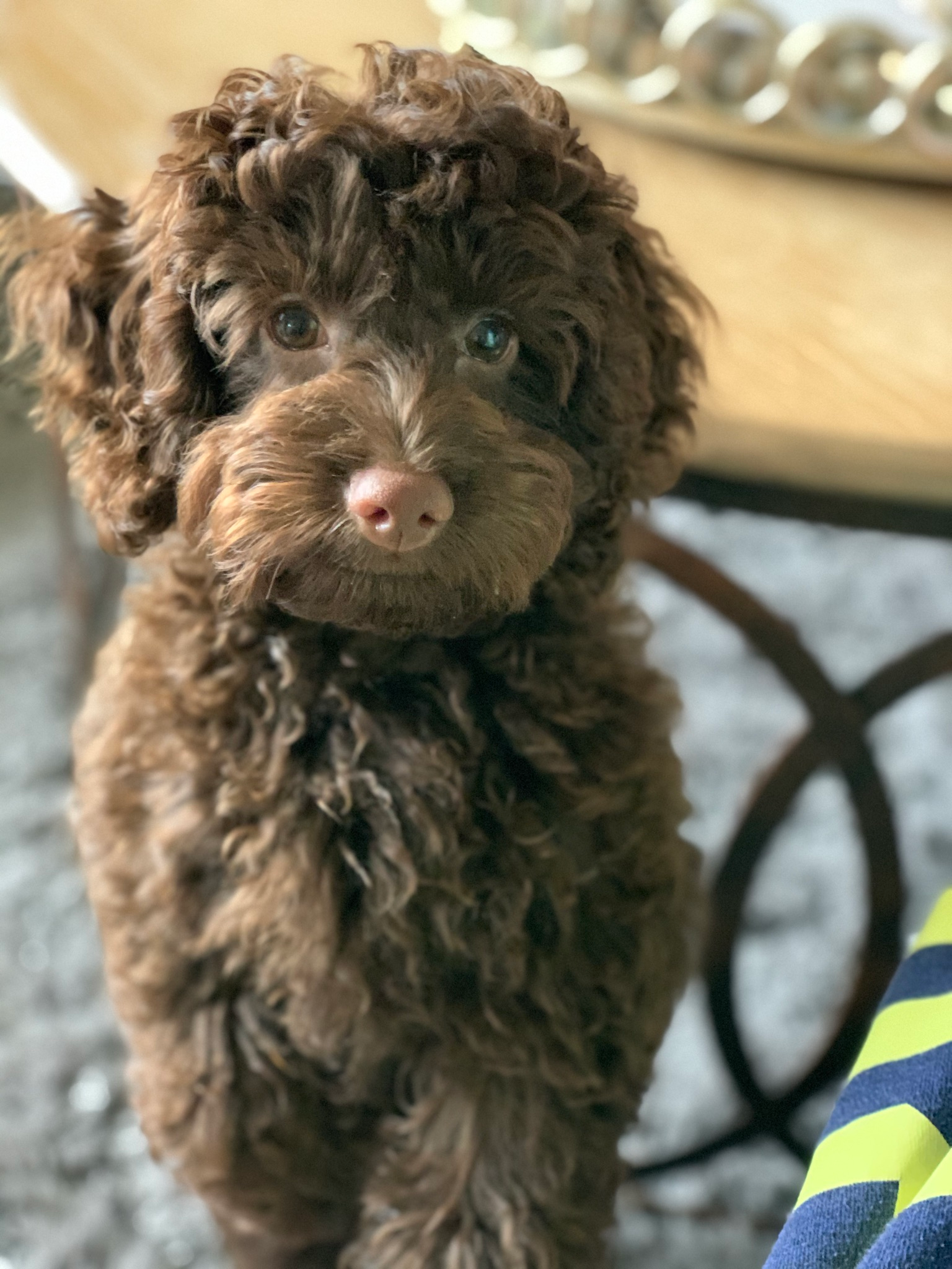 Adorable Cockerpoo Poodle Mix Puppy