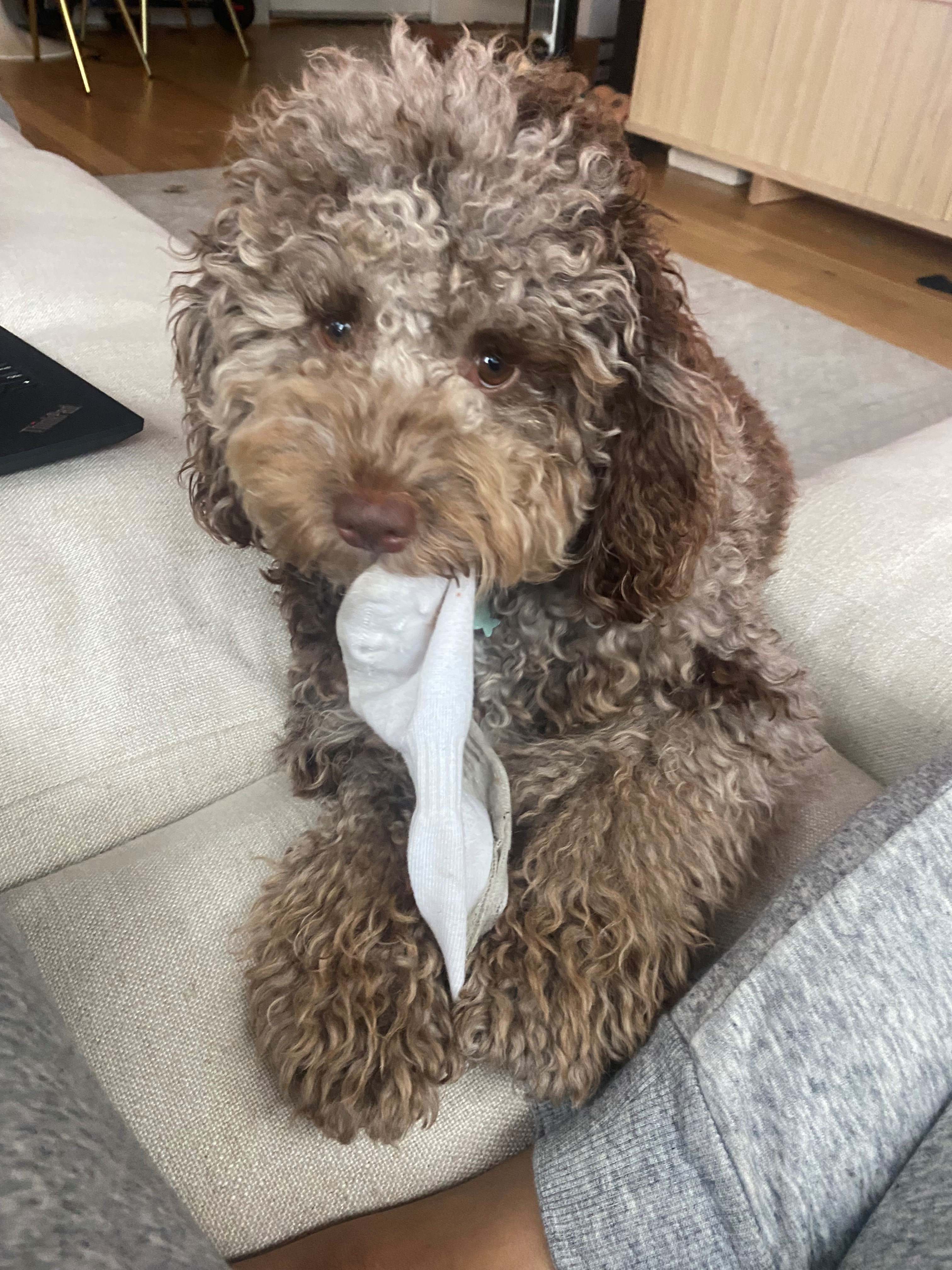 Cockapoo Puppy for Adoption