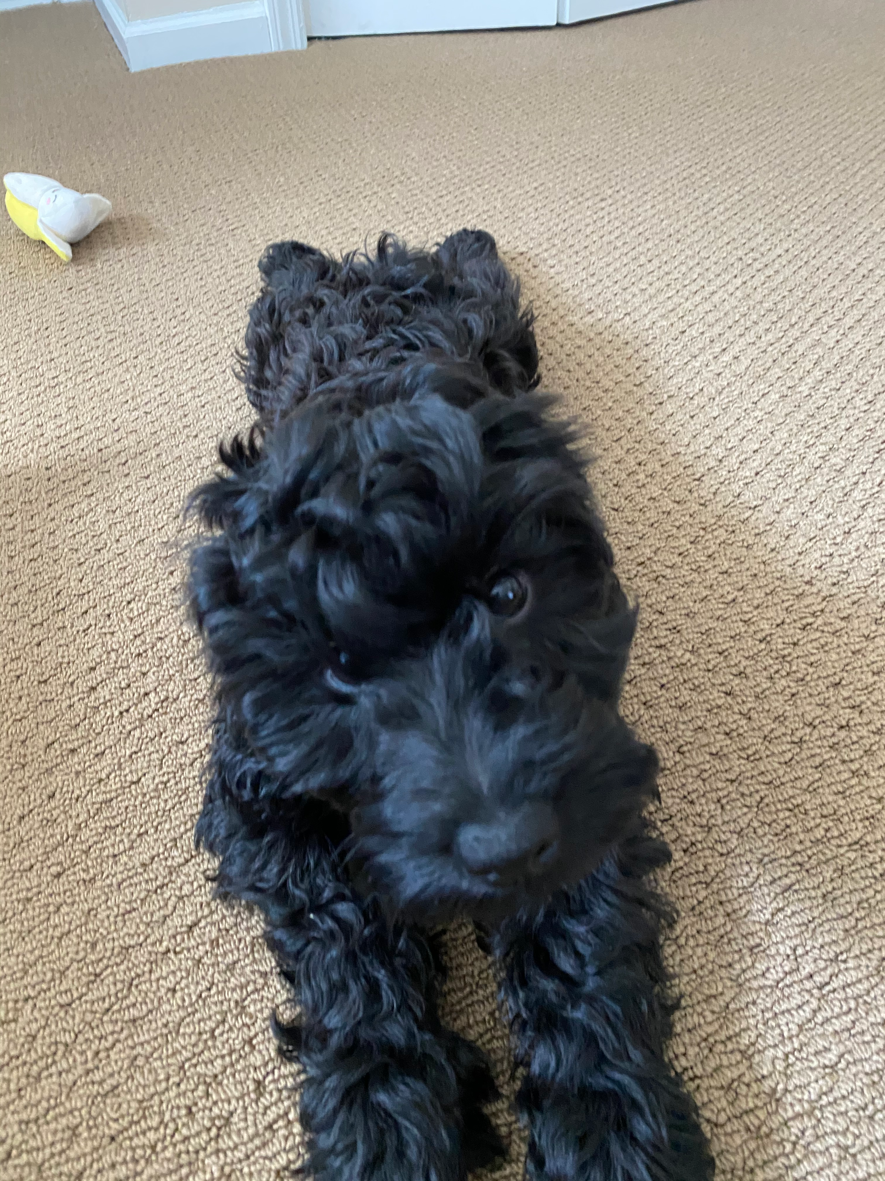 Cockapoo Puppy for Adoption