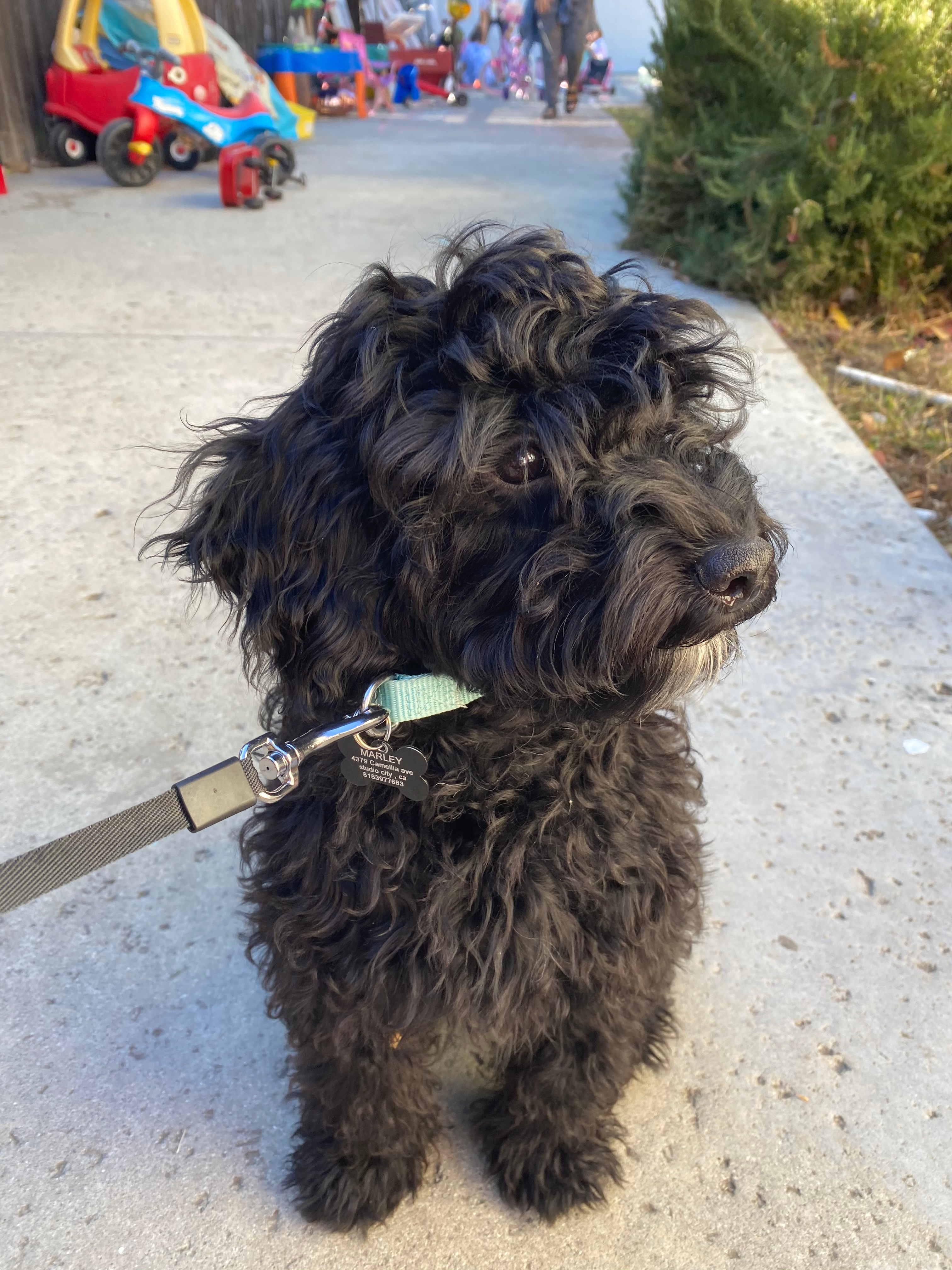 Sweet Cockapoo Baby