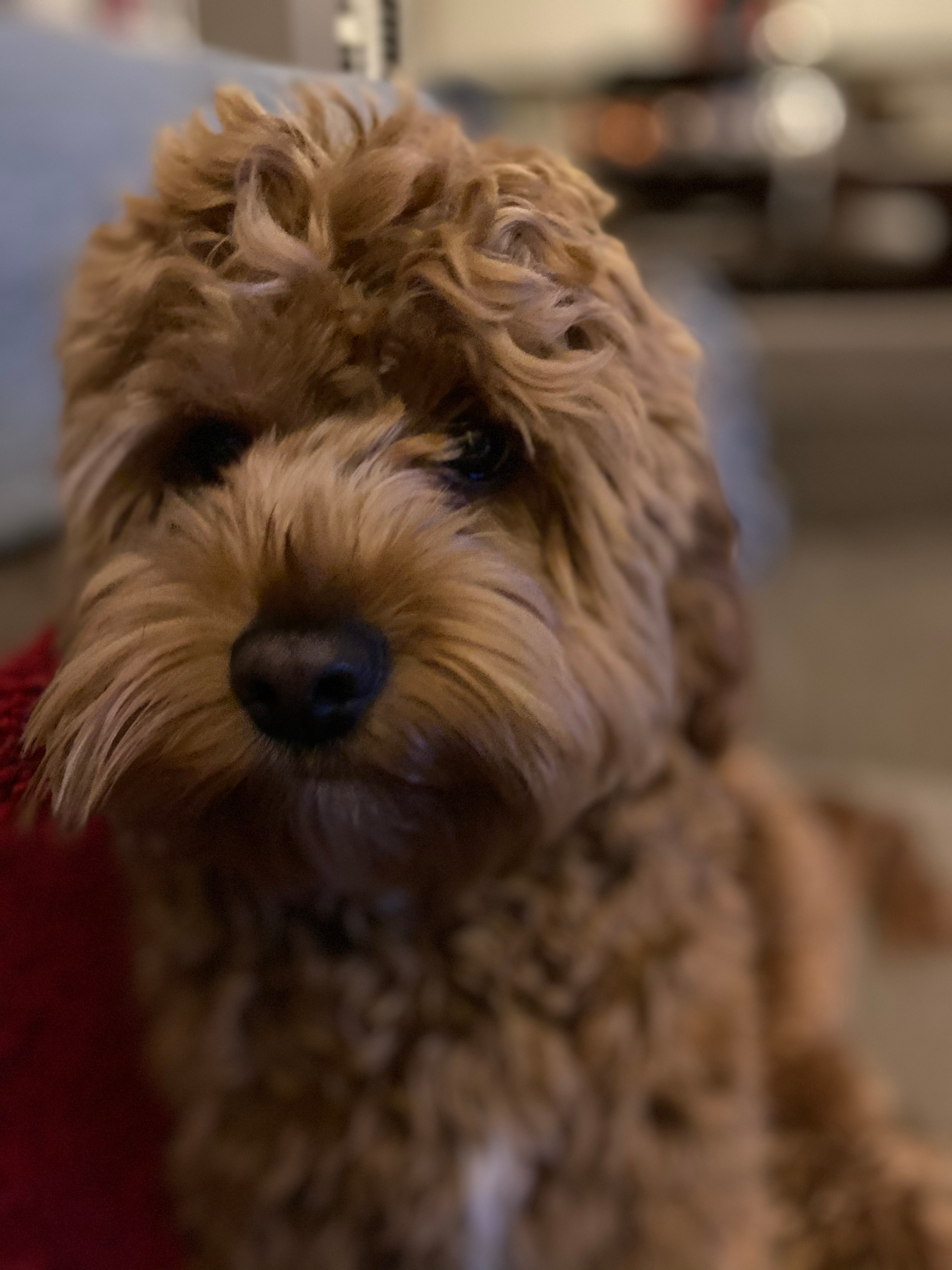 Cockapoo Puppy for Adoption
