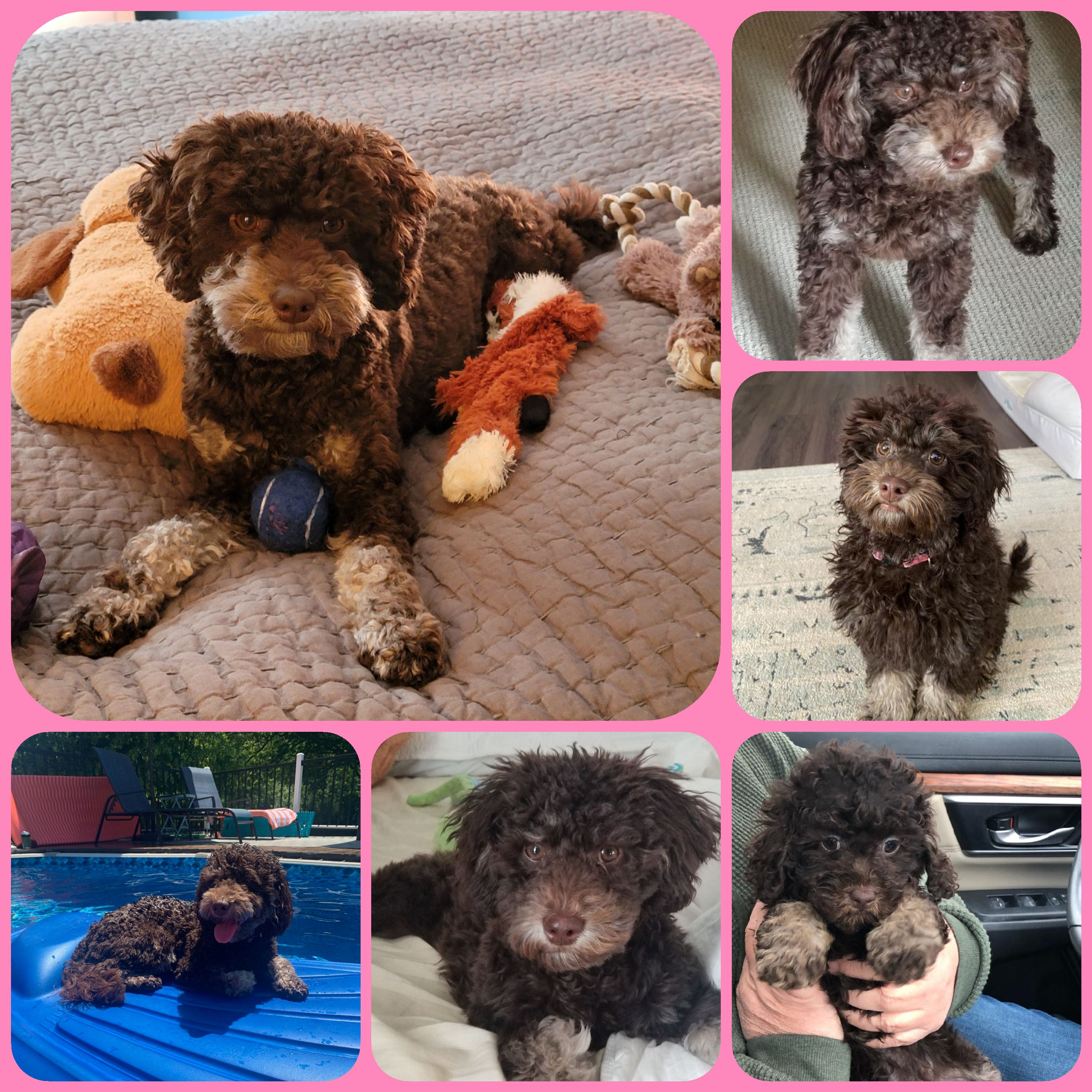 Smart Cockapoo Poodle Mix Pup