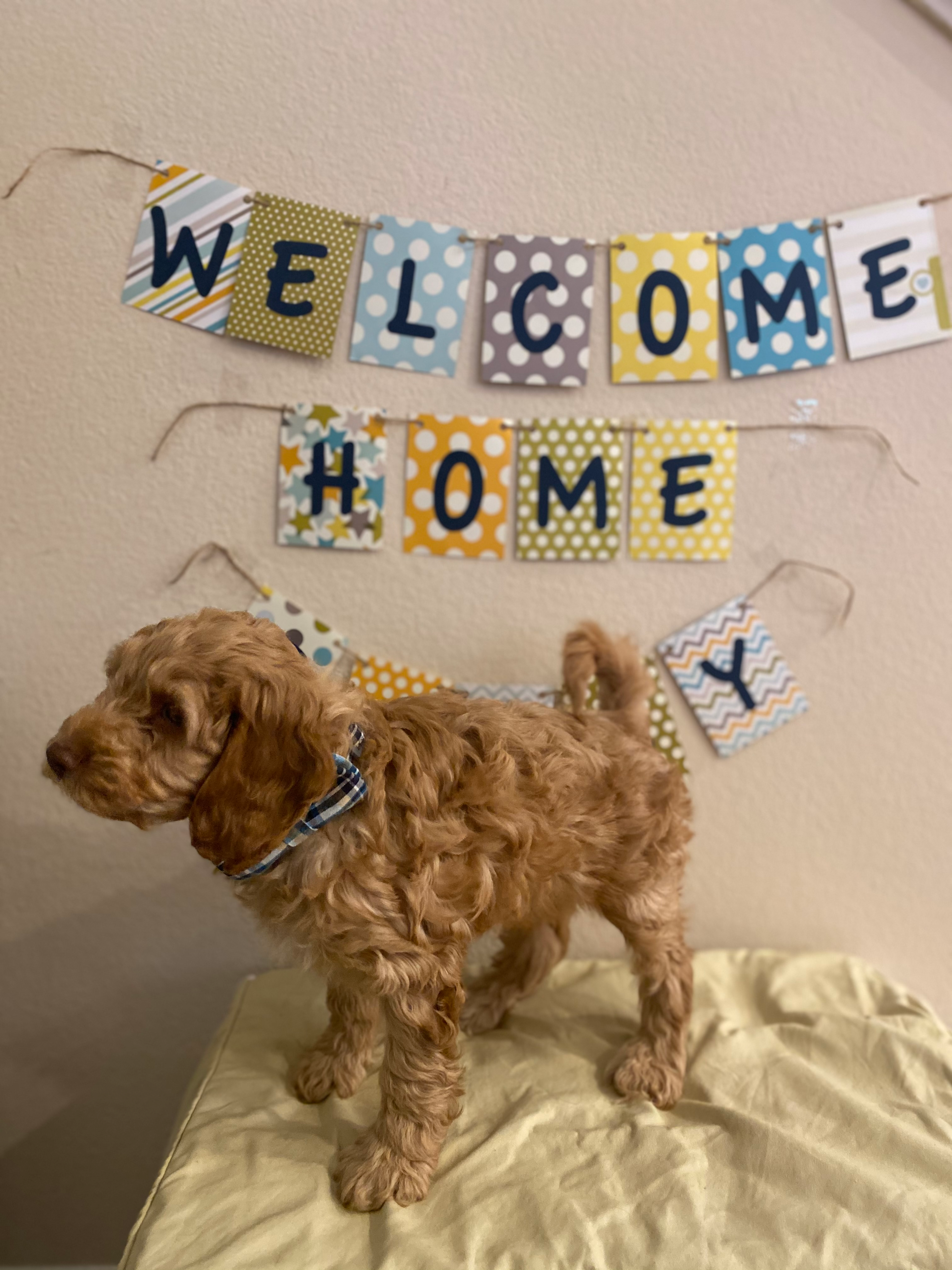 Funny Cockapoo Poodle Mix Pup