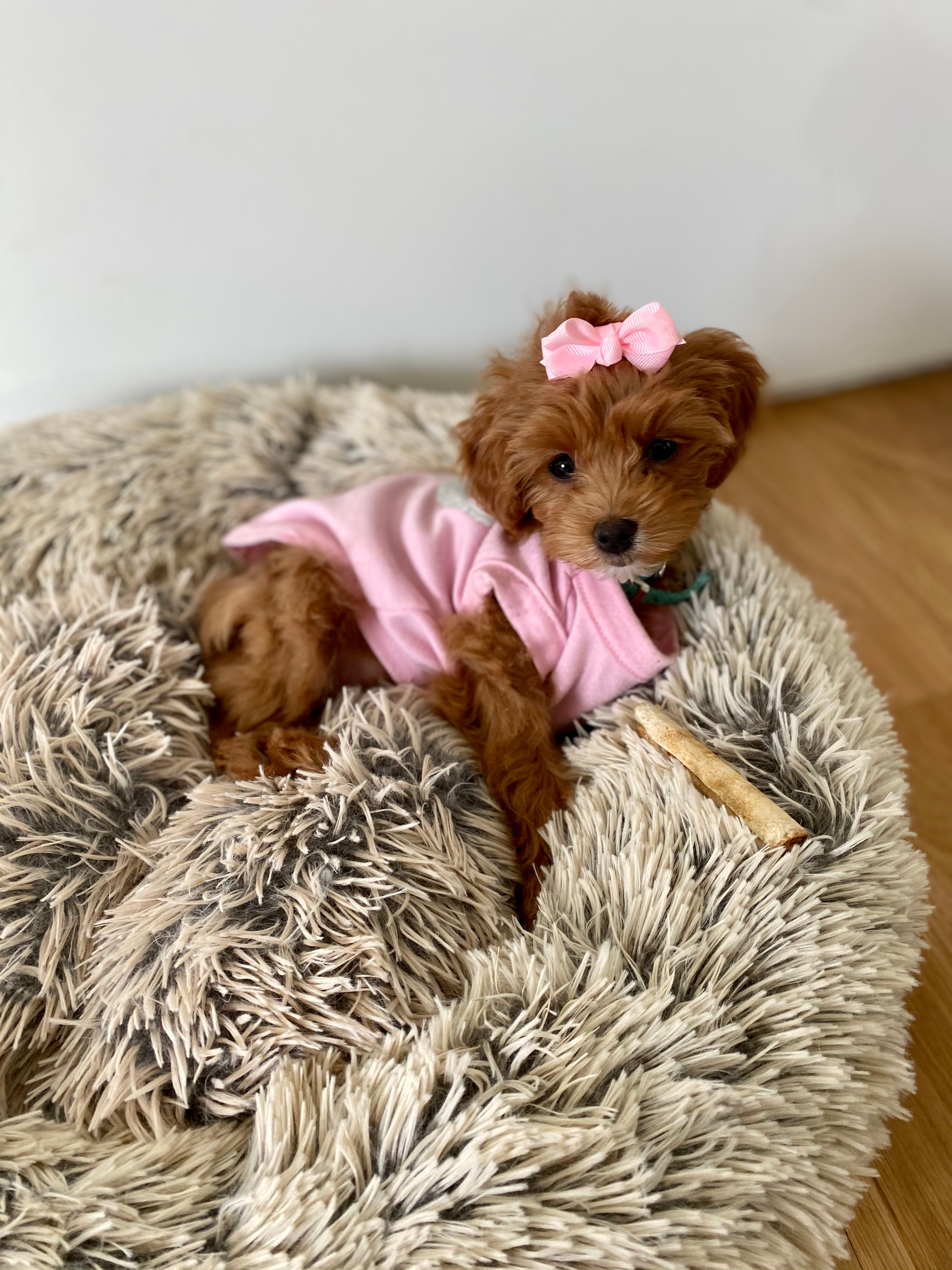 Cockapoo Puppy for Adoption