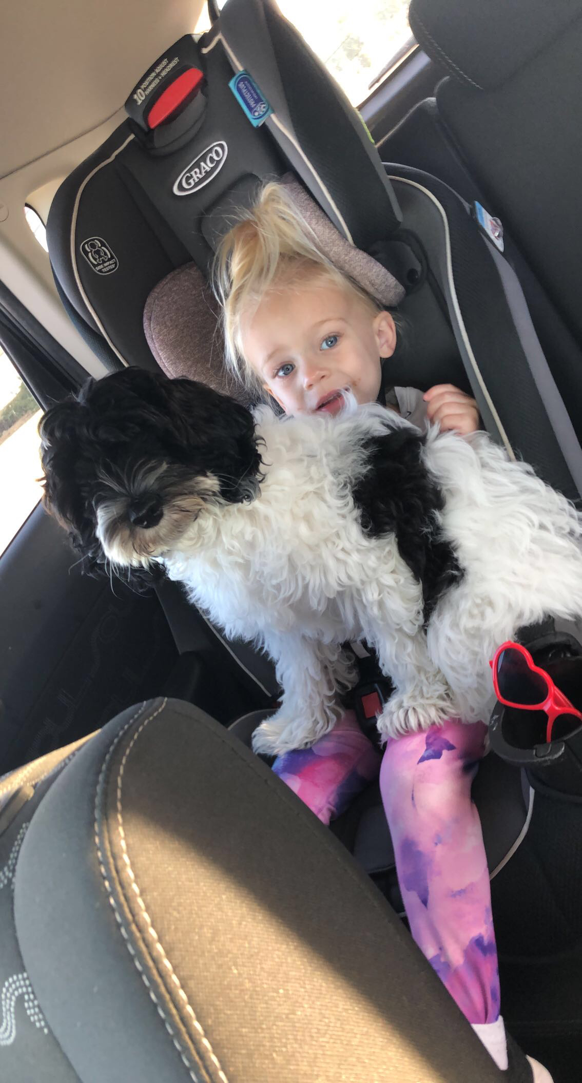 Cute Cockapoo Baby