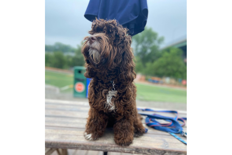 Hypoallergenic Cockerpoo Poodle Mix Puppy