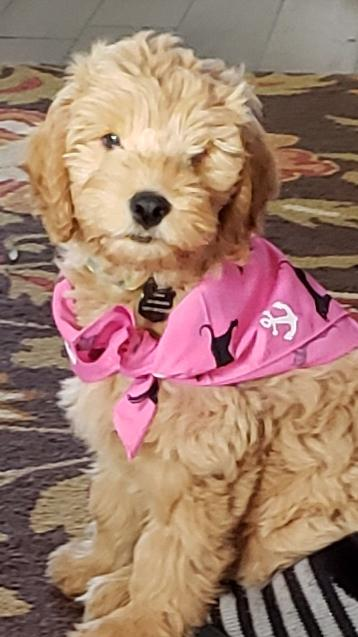 Mini Goldendoodle Puppy for Adoption