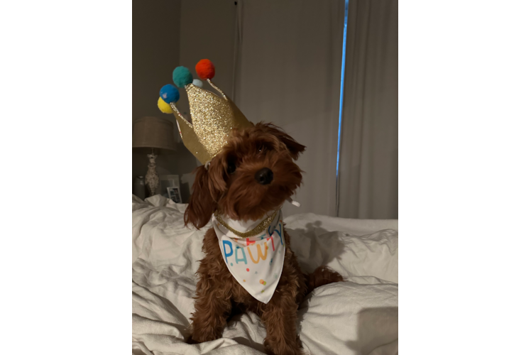 Little Cavoodle Poodle Mix Puppy