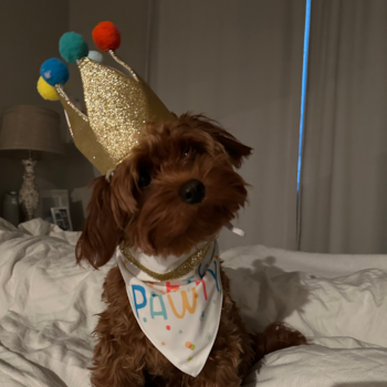 Fluffy Cavapoo Poodle Mix Pup