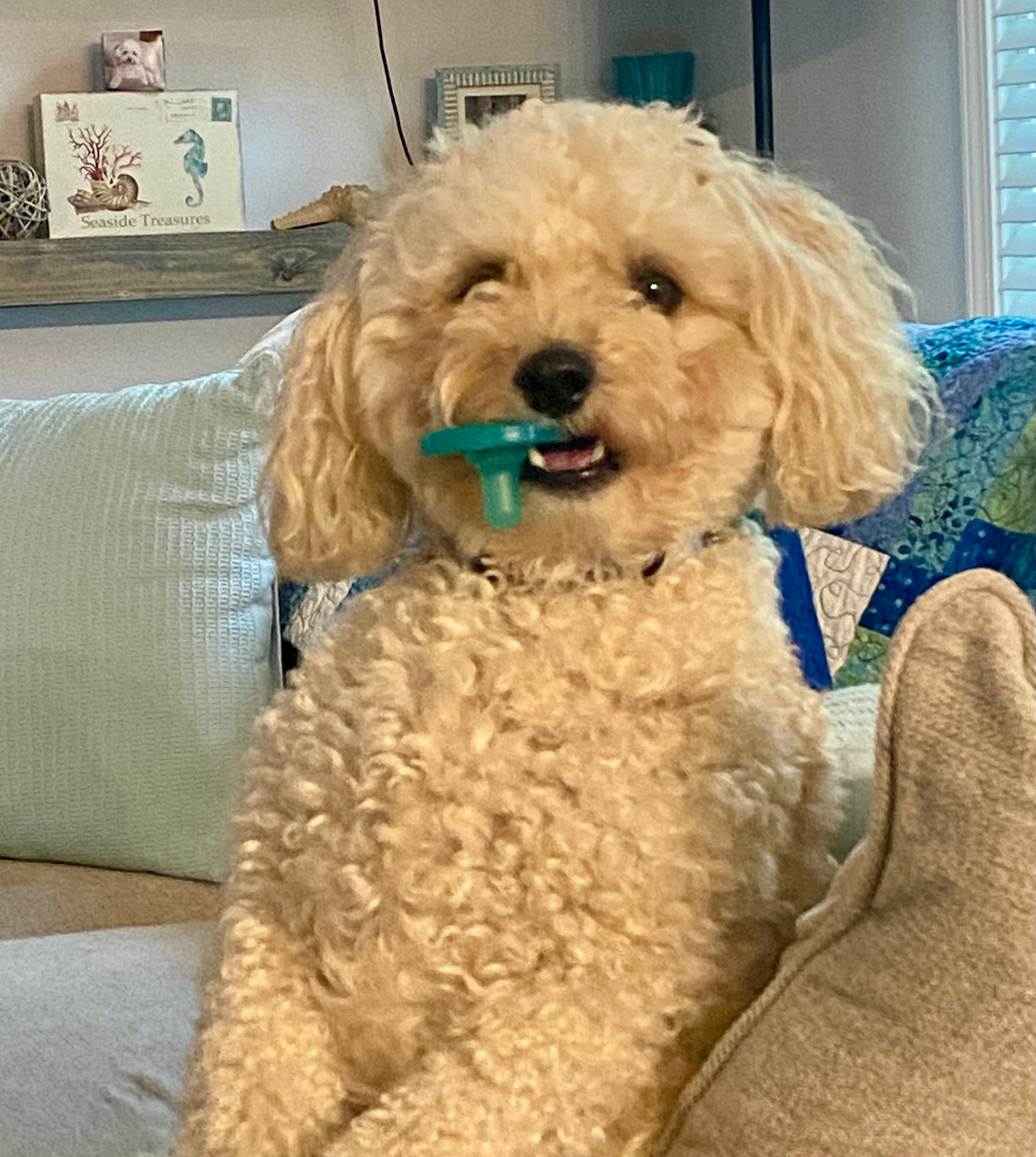 Poochon Pup Being Cute
