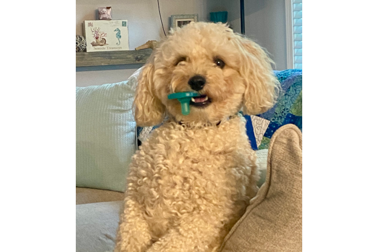 Poochon Pup Being Cute