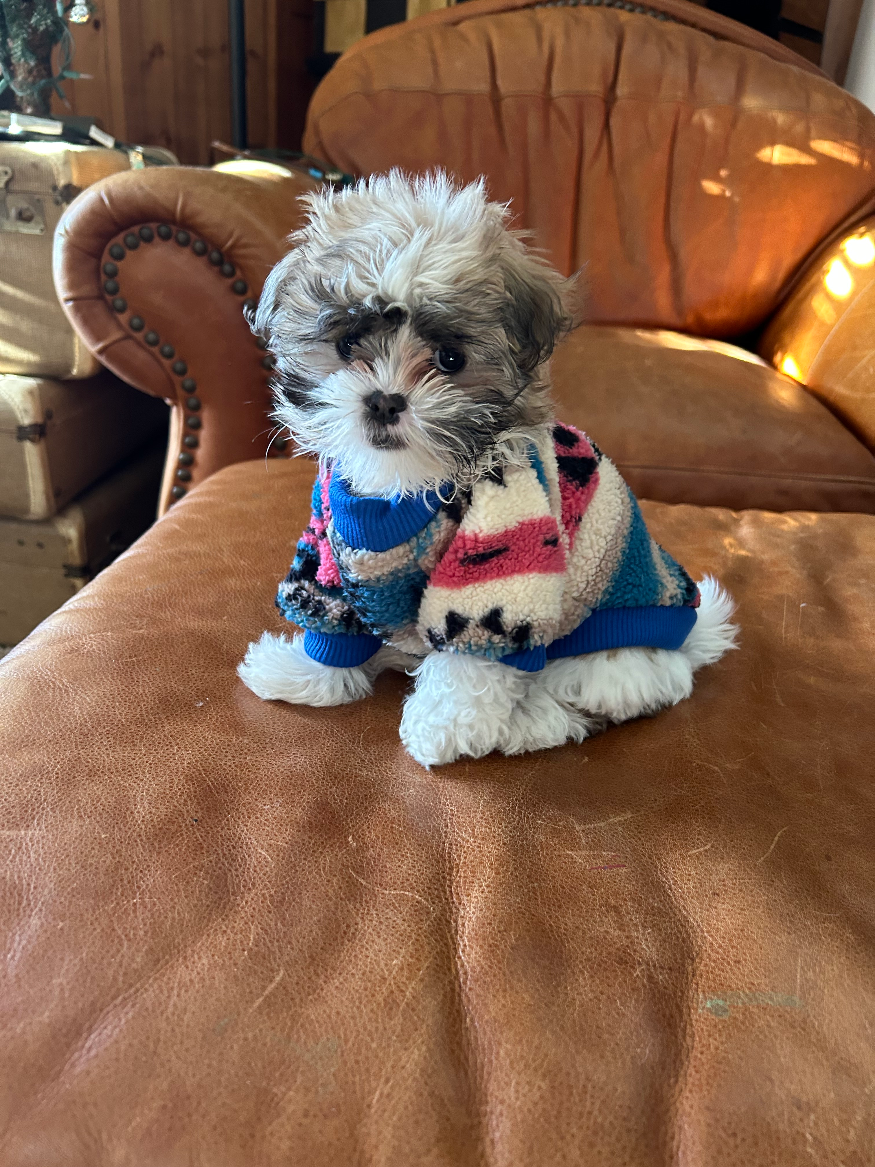 Teddy Bear Pup Being Cute