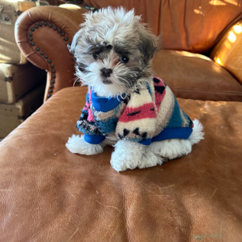 Funny Teddy Bear Designer Pup