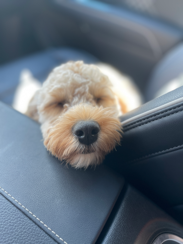 Petite Cavapoo Poodle Mix Pup
