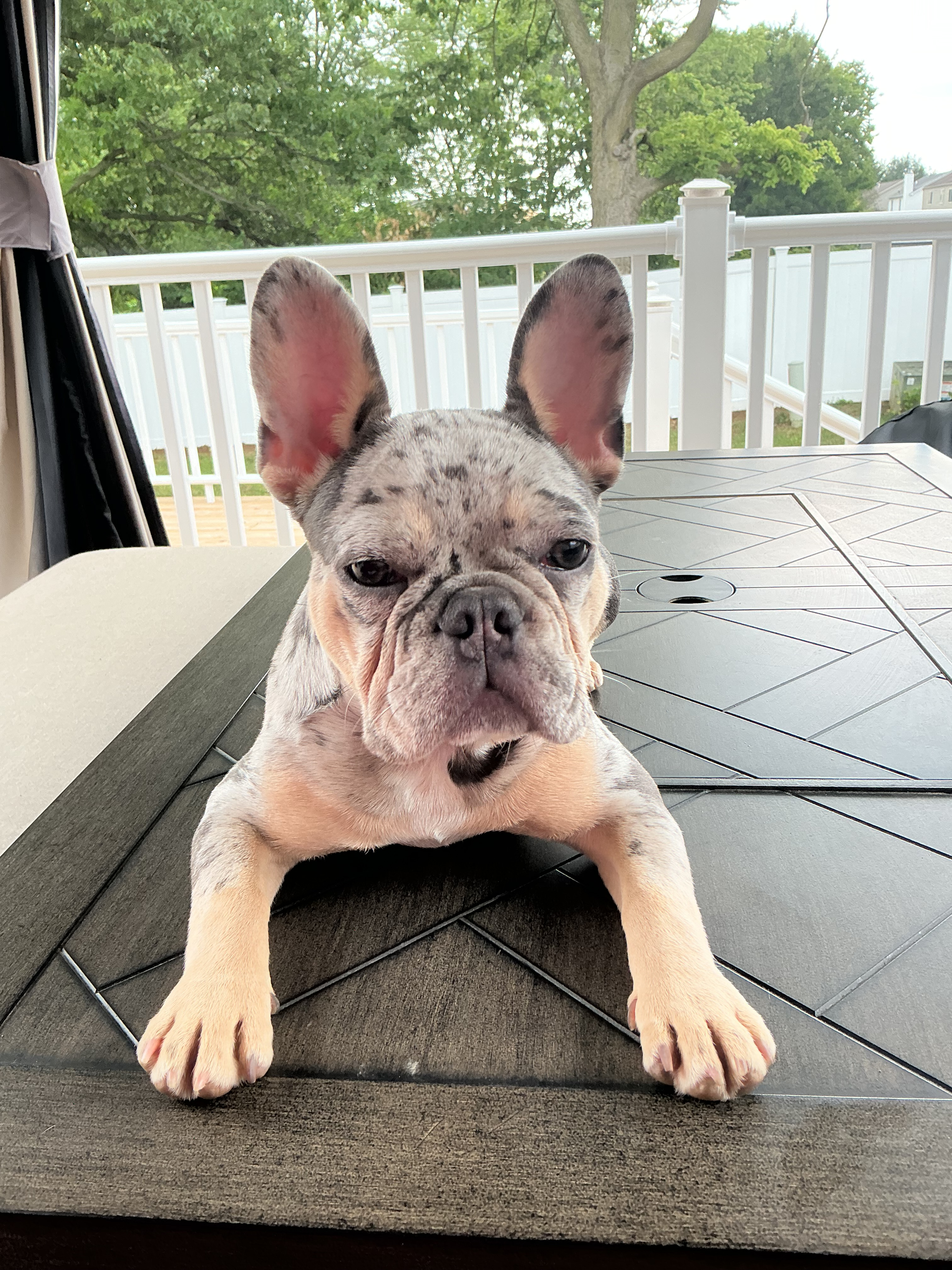 Friendly French Bulldog Purebred Pup