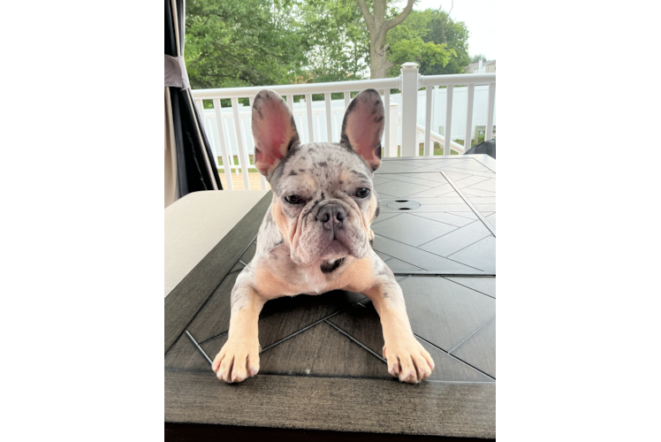 Friendly French Bulldog Purebred Pup