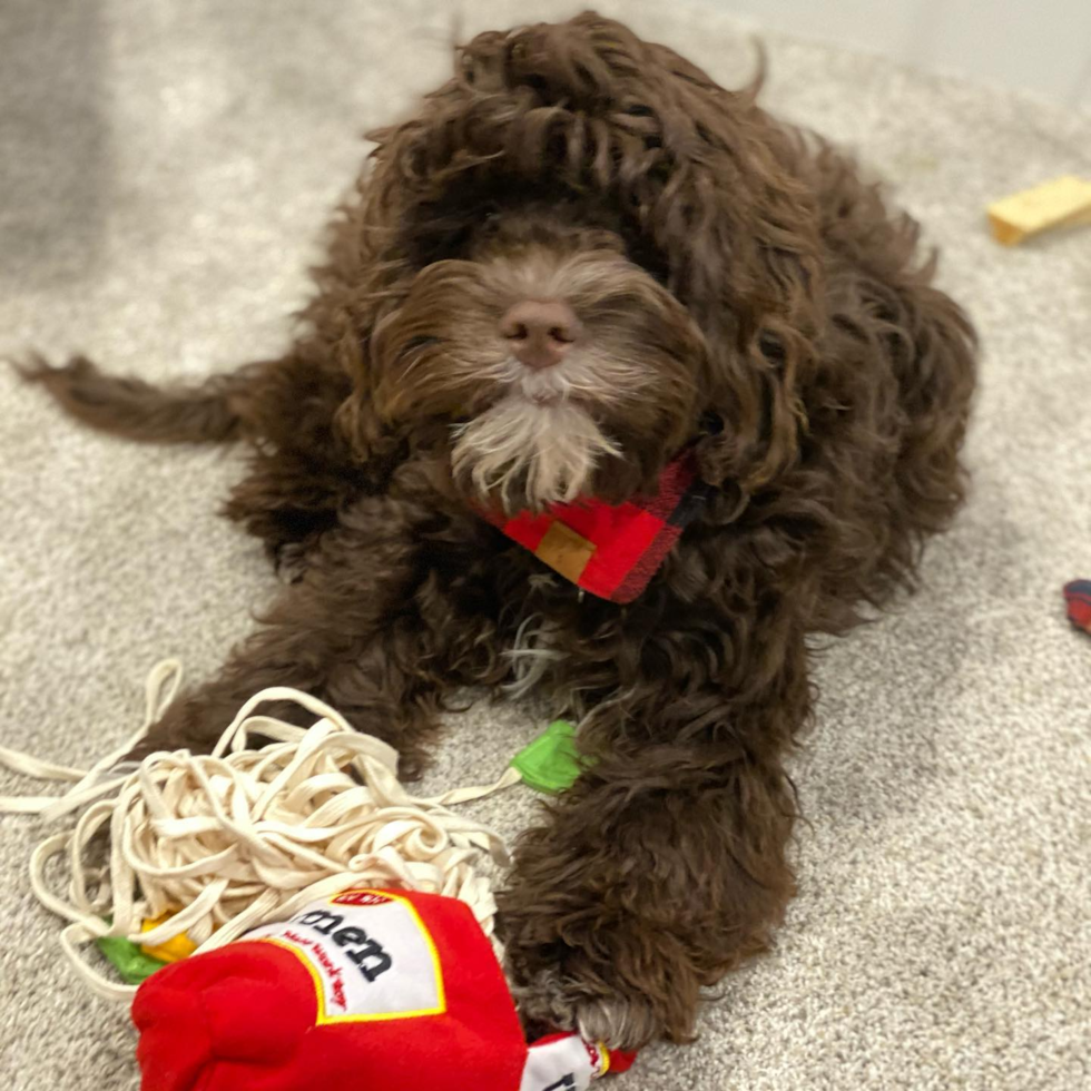 Kansas City Cockapoo Pup