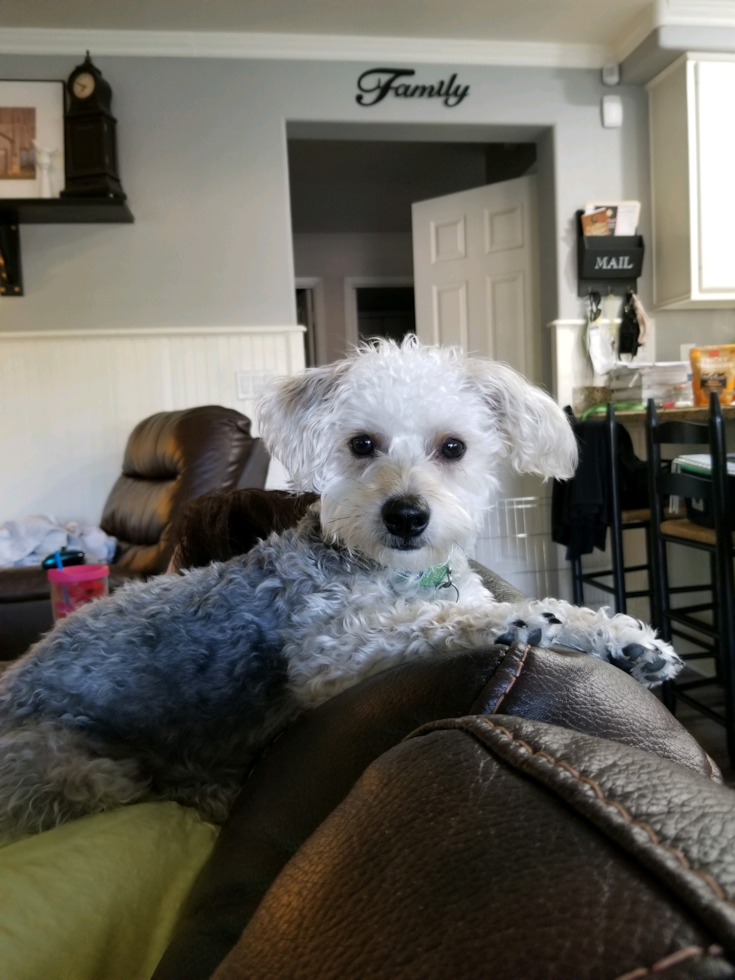 Chandler Yorkie Chon Pup