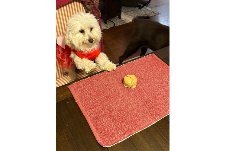 Energetic Maltepoo Poodle Mix Puppy