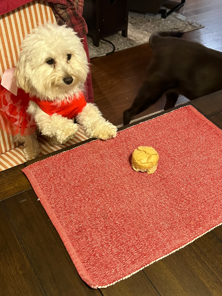 Cute Maltipoo Pup in