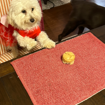 Cute Maltipoo Pup in