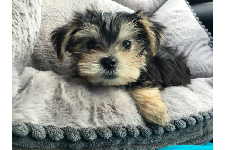 Best Morkie Baby