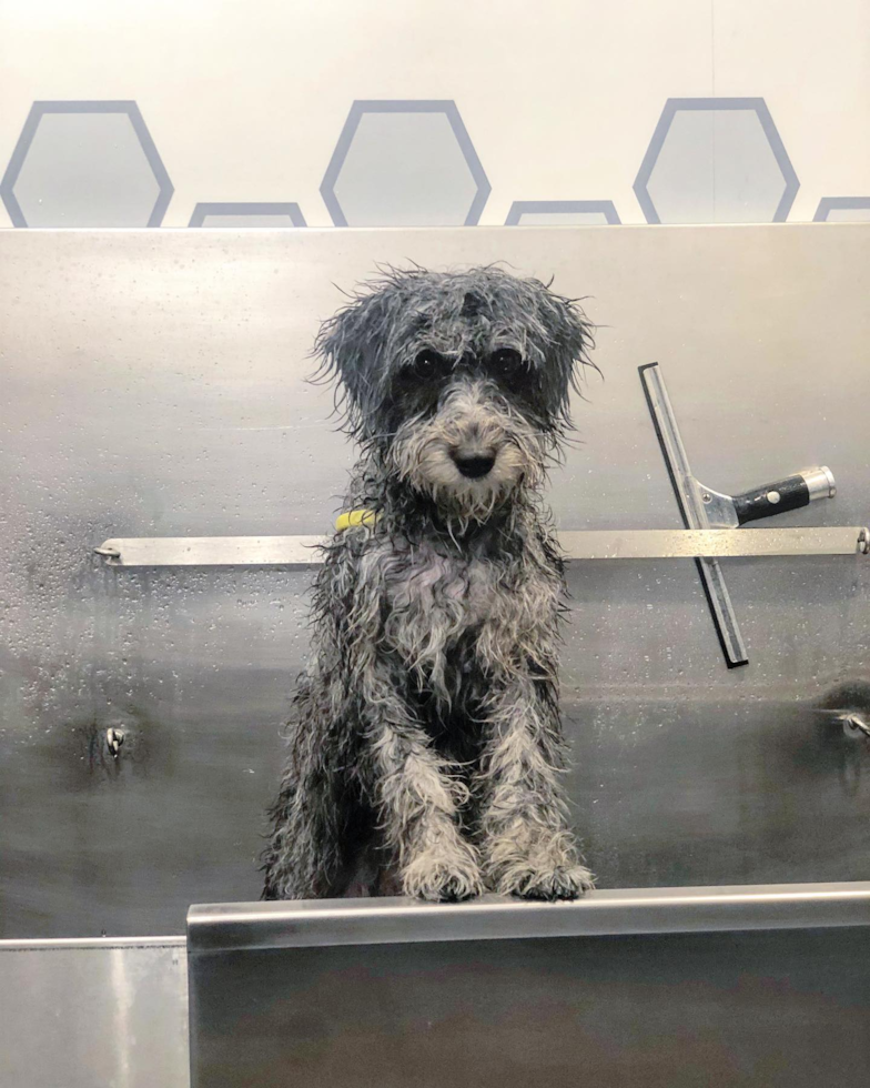 Naperville Mini Aussiedoodle Pup