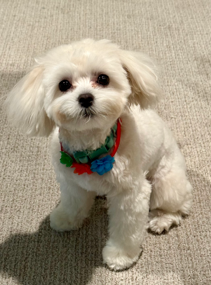 Sweet Maltipoo Pup in