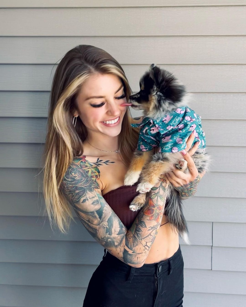 Petite Pomsky Designer Pup