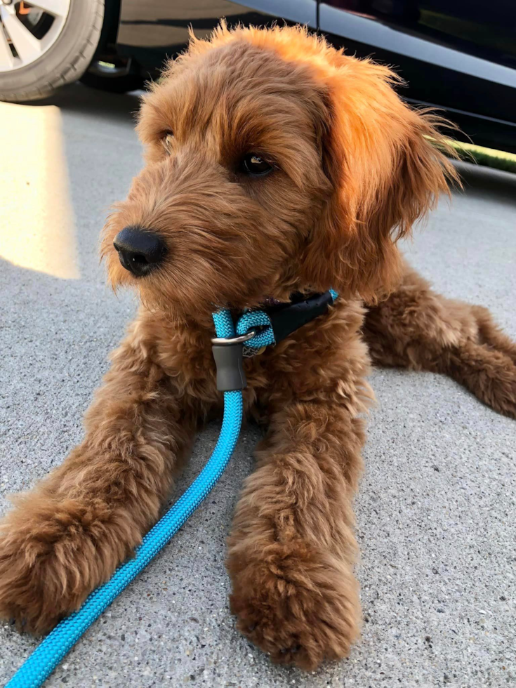 Mini Goldendoodle Being Cute