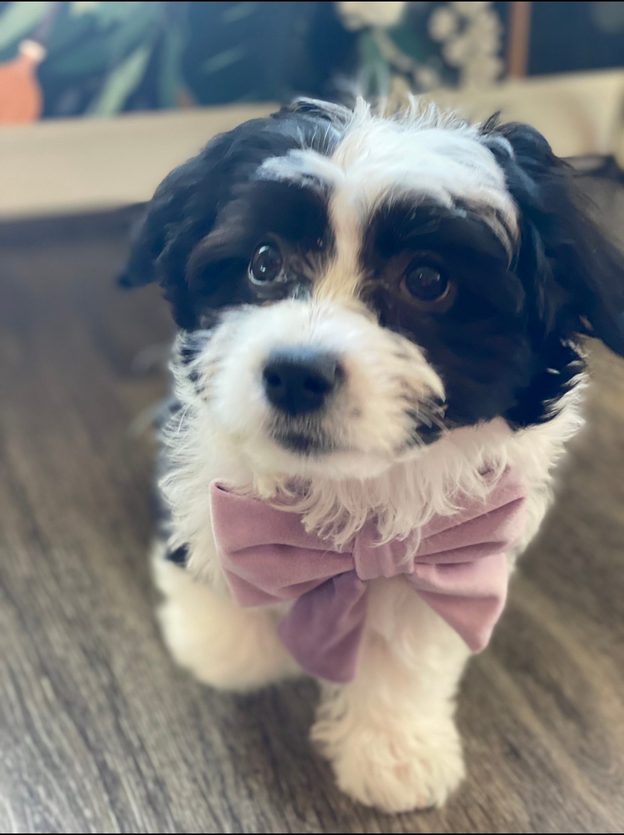 Best Aussiechon Baby