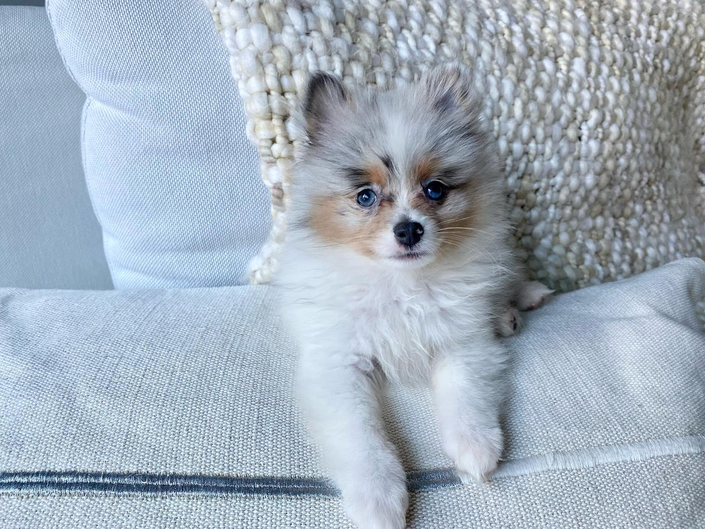 Playful Pomeranian Purebred Pup