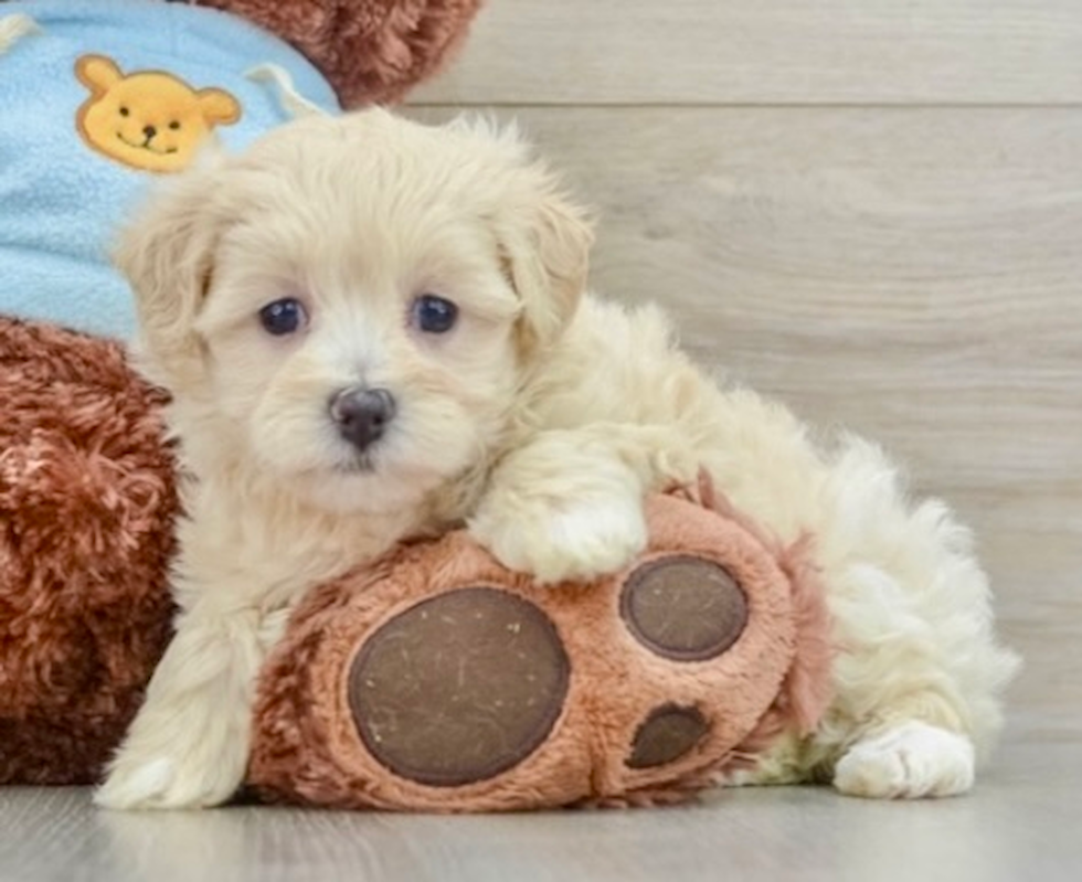 Cute Maltipoo Pup in