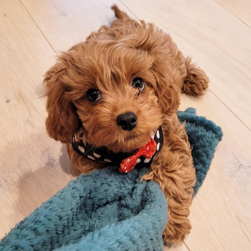 Energetic Cavoodle Poodle Mix Pup