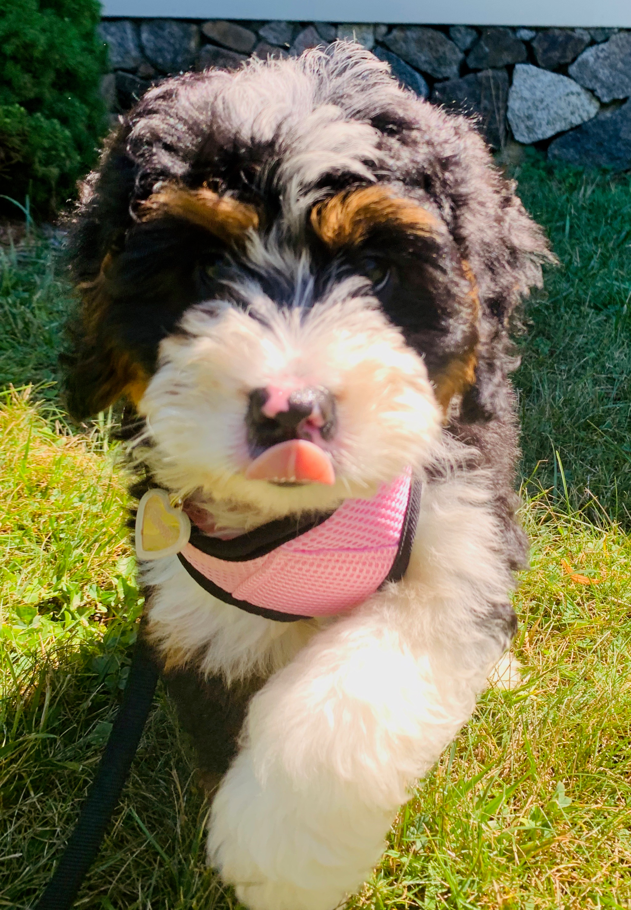 Mini Bernedoodle Pup Being Cute