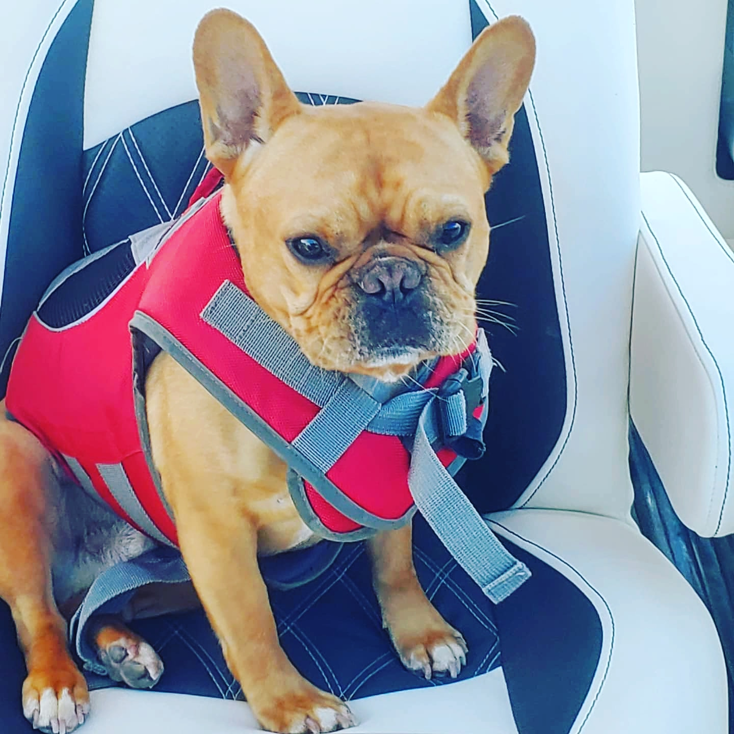 Funny French Bulldog Baby