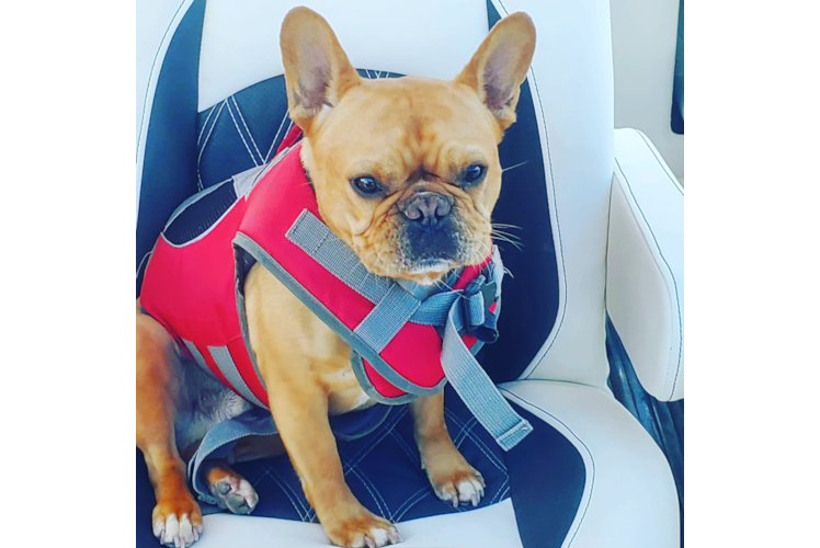 Funny French Bulldog Baby