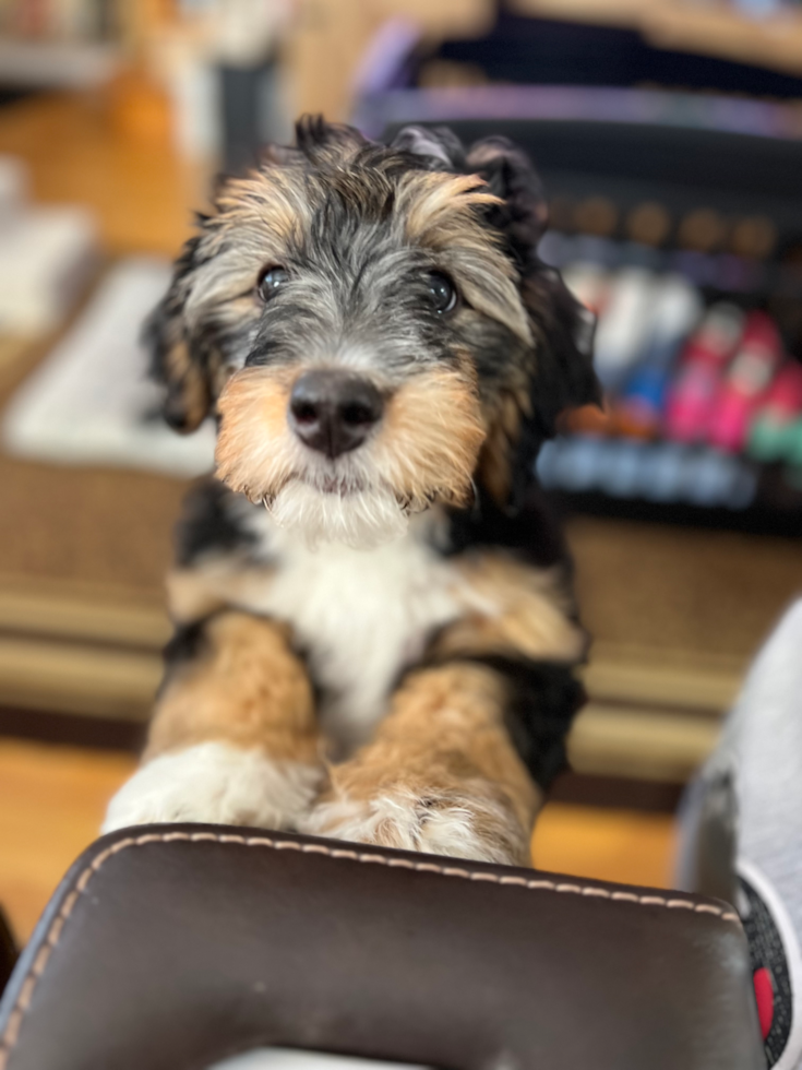 Mini Bernedoodle Pup