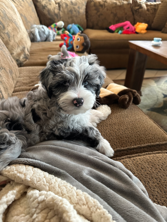 Mini Sheepadoodle