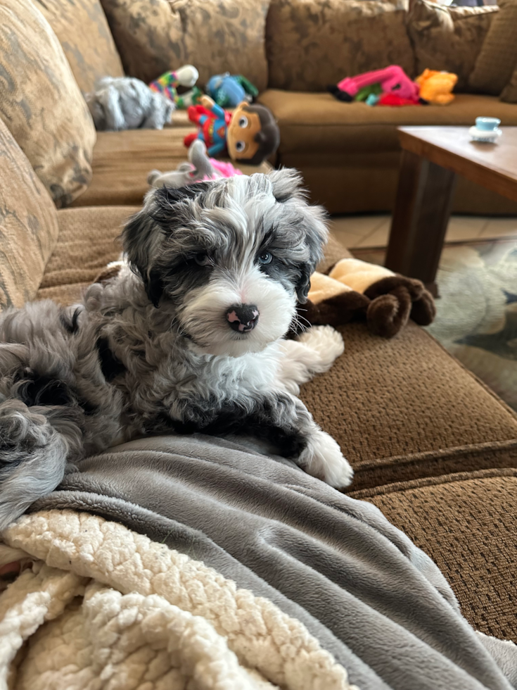 Mini Sheepadoodle Pup