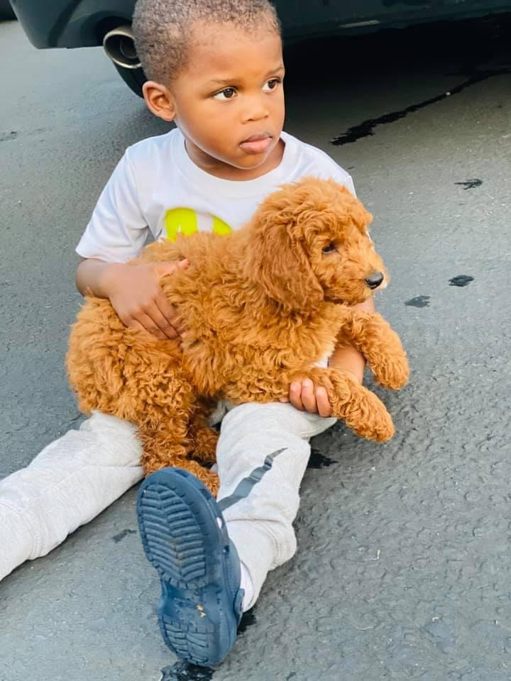 Cute Mini Goldendoodle Baby